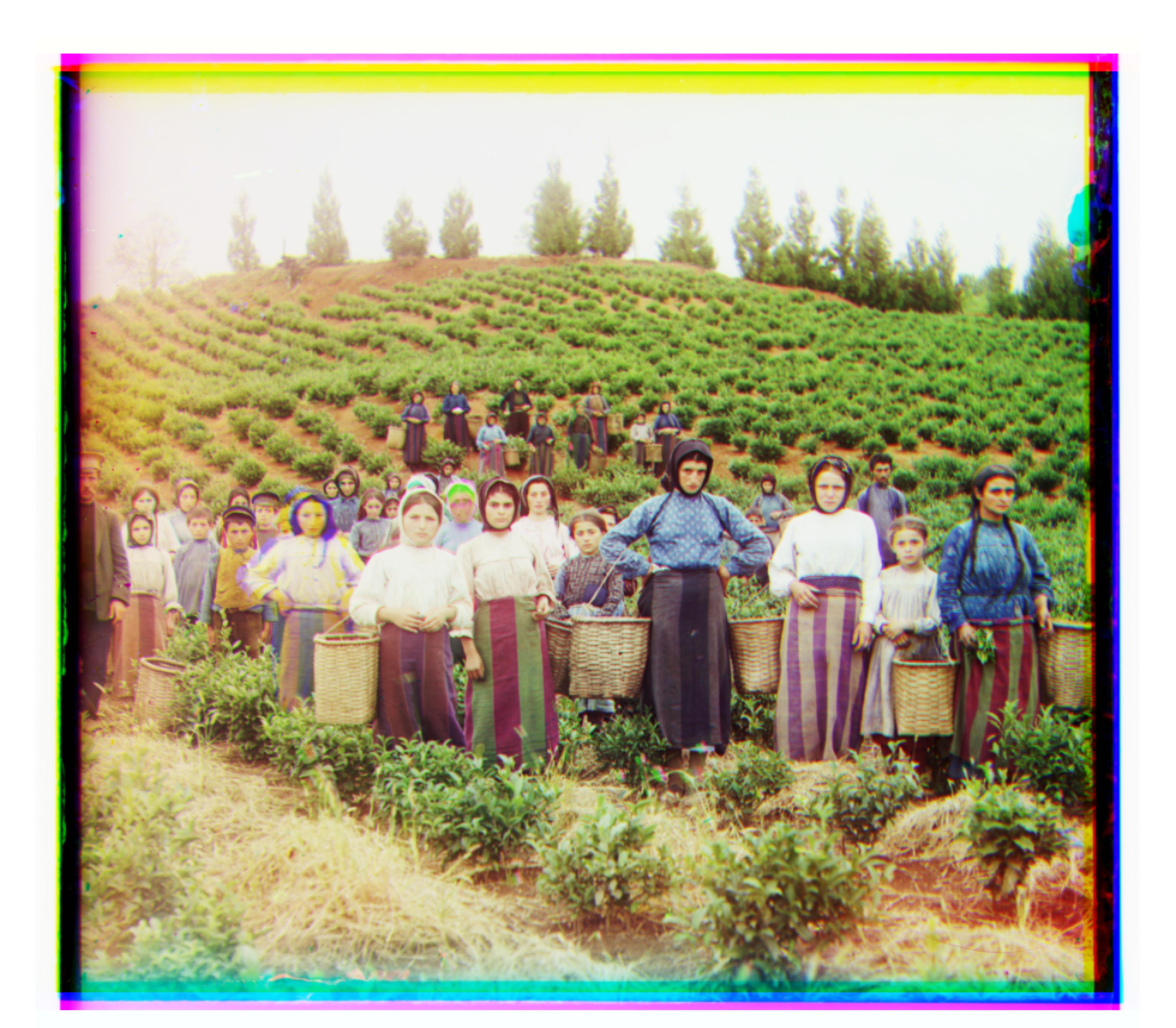 Aligned image of Harvesters